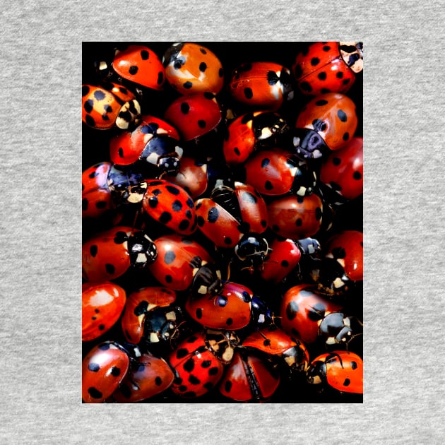 Ladybugs by MaxencePierrard